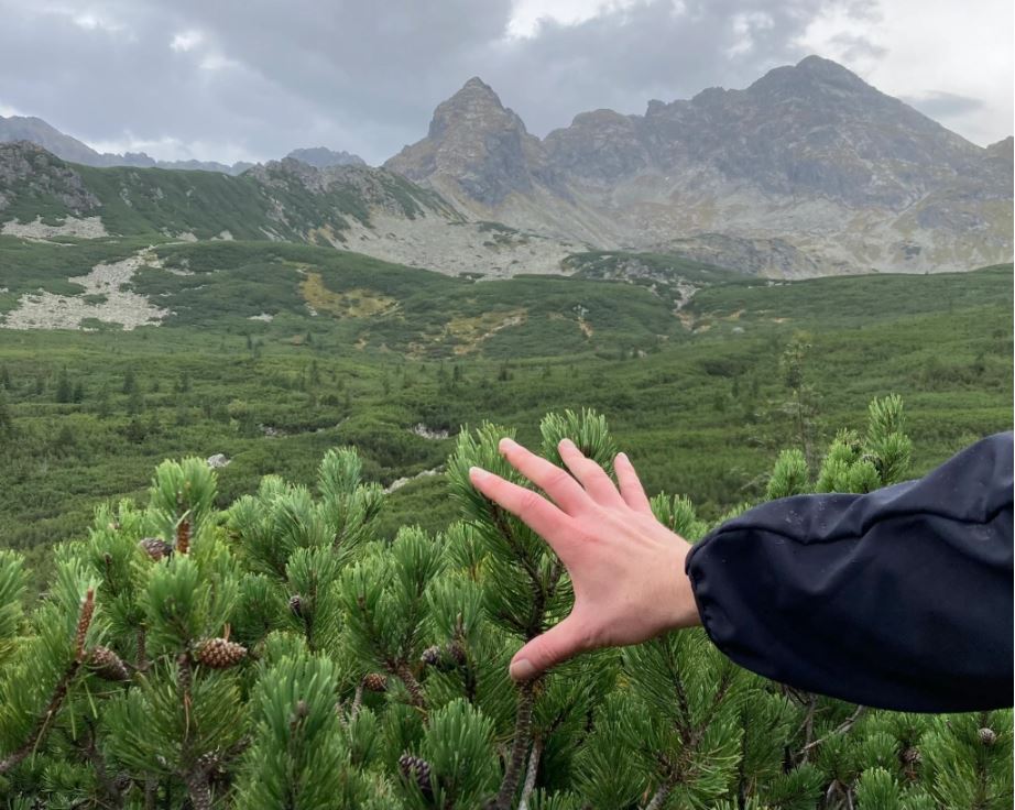 A hand reaches out and runs along a pine tree dotted with pine cones. Beyond is a mountain range and green valley under cloudy sky.