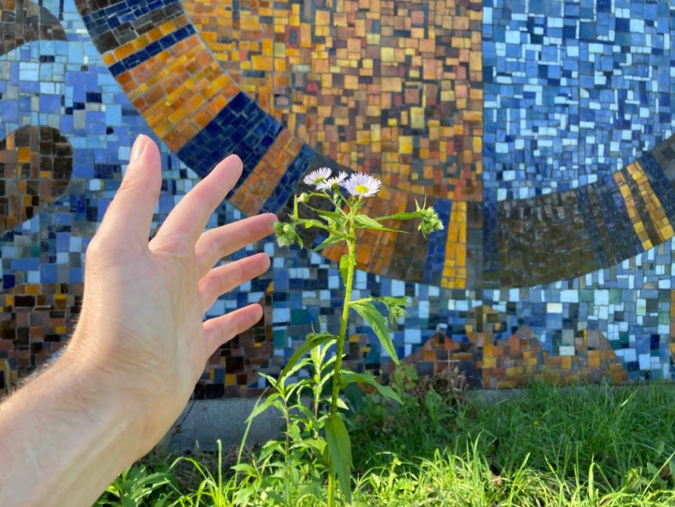 Close up of a hand gesturing towards a small wildflower growing in front of a mosaic mural composed of various shades of orange and blue.